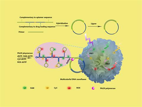 我实验室谭蔚泓教授课题组在肿瘤靶向药物和活细胞生物成像研究方面